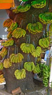 Bananas on a tree